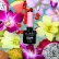Gel lak CLARESA® TROPICAL ESCAPE 7, 5g